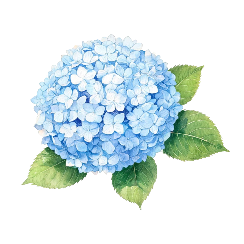 绣球